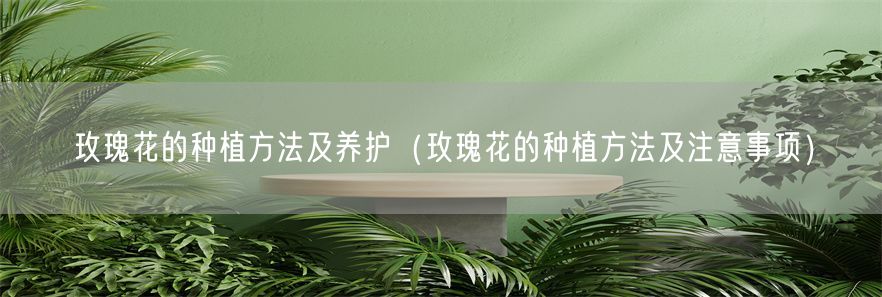 玫瑰花的种植方法及养护（玫瑰花的种植方法及注意事项）(1)