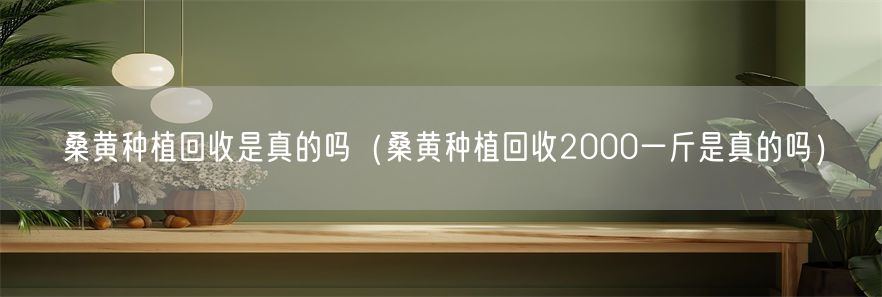 桑黄种植回收是真的吗（桑黄种植回收2000一斤是真的吗）(1)