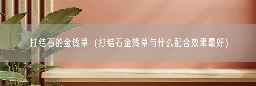 打结石的金钱草（打结石金钱草与什么配合效果最好）(1)