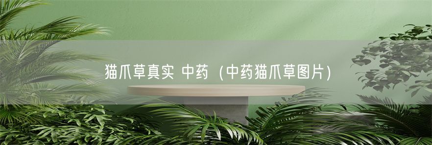 猫爪草真实 中药（中药猫爪草图片）(1)