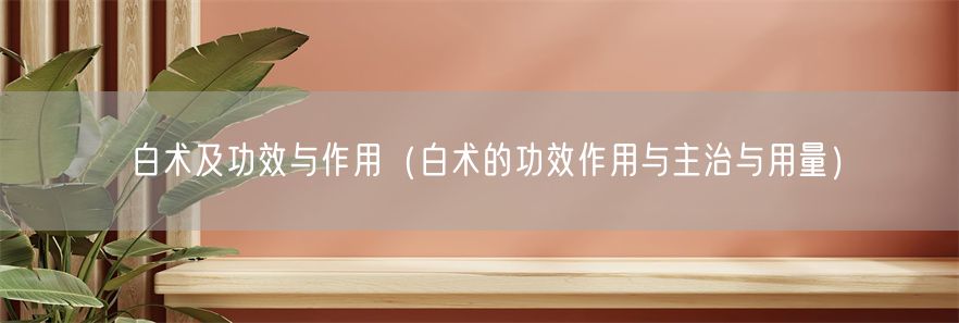白术及功效与作用（白术的功效作用与主治与用量）(1)