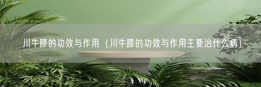 川牛膝的功效与作用（川牛膝的功效与作用主要治什么病）(1)