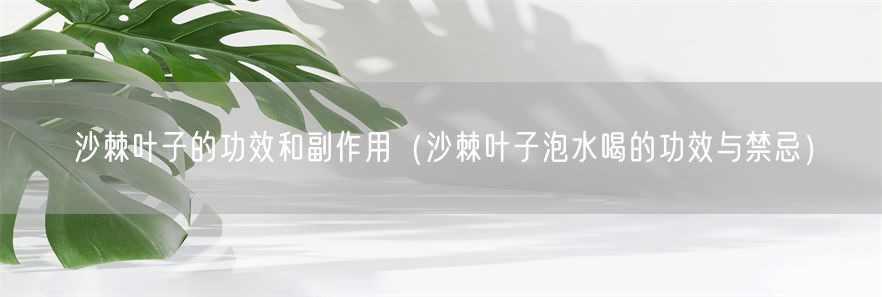 沙棘叶子的功效和副作用（沙棘叶子泡水喝的功效与禁忌）(1)